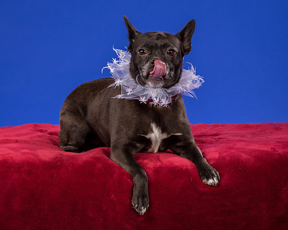 Slattery-Bella-9988