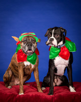 Brown-Jade and Louie-7335
