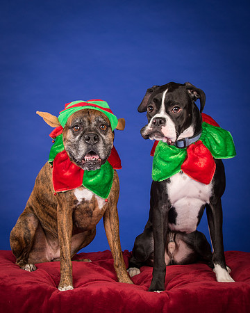 Brown-Jade and Louie-7335