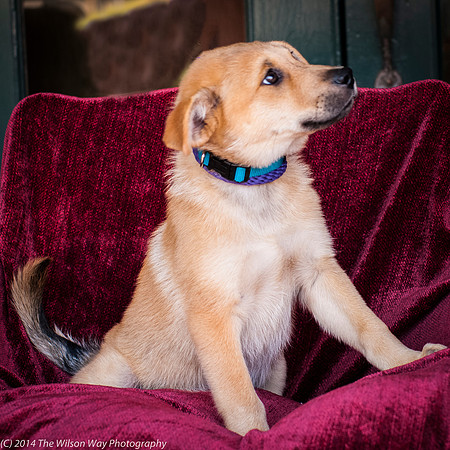 Foster Luca-9028