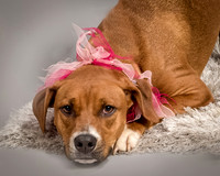 Foster Holley-4123