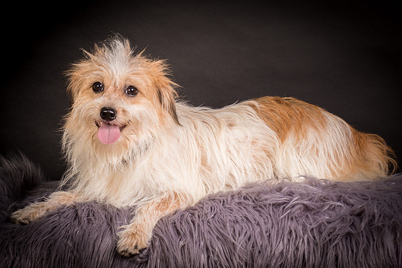 Foster Tiny-1281