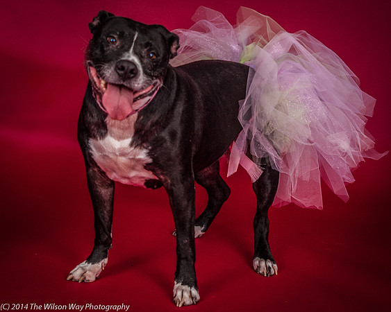 Molly-5811