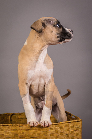Foster Barnabas-4530