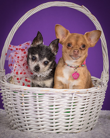 Rhumba and Hula-5496
