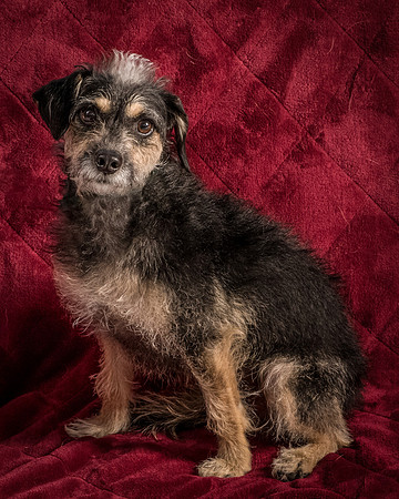 Foster Triscuit-5529