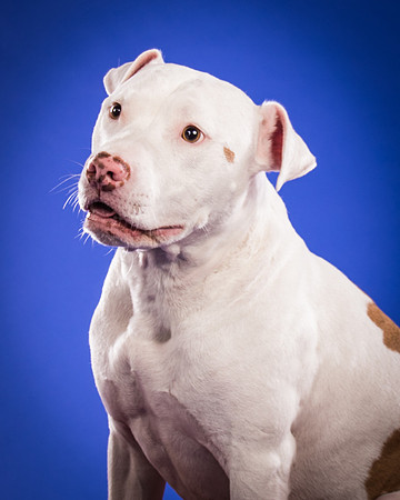 Bruns-Melo and Gracie-3051