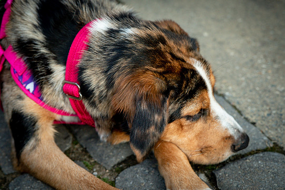 Foster Elluna-0206