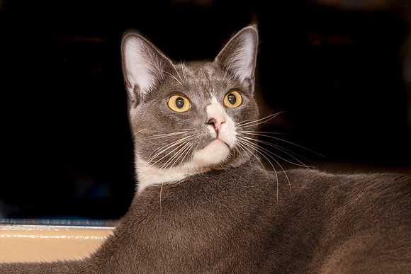 Foster Mittens-9528