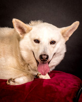 Foster Apache-0535