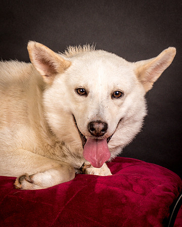 Foster Apache-0535