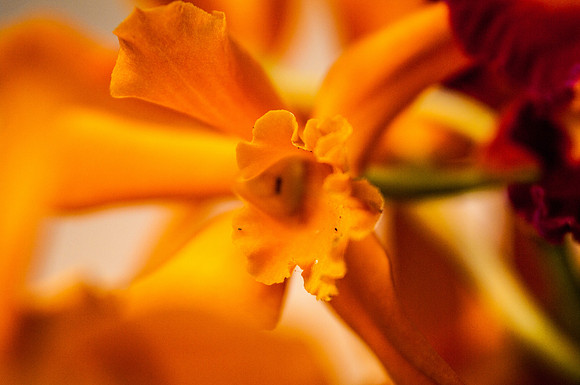 flowers-9198