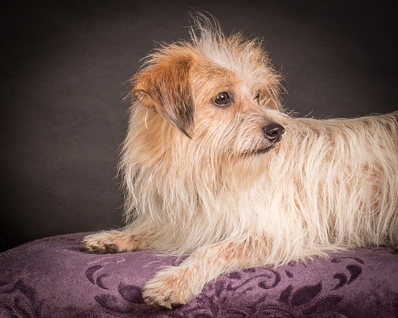 Foster Tiny-1426