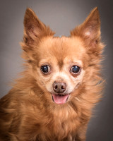 Foster Pancho-9442