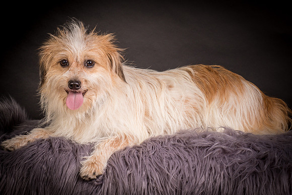 Foster Tiny-1276