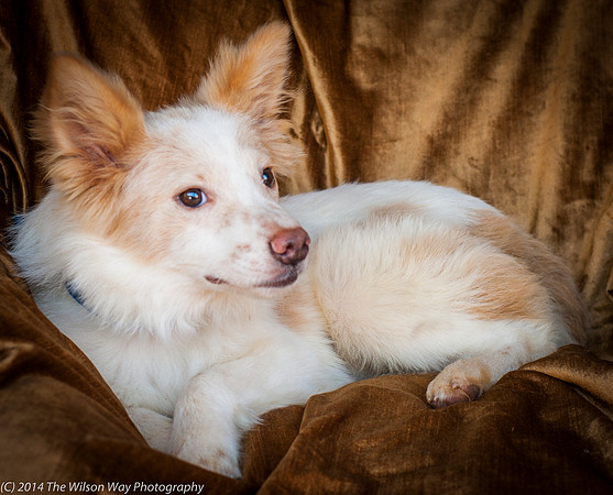 Foster Amber-8812