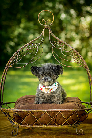 Foster Vivienne-7251