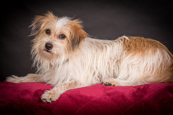 Foster Tiny-1535