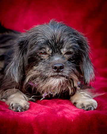 Foster Selene-2771