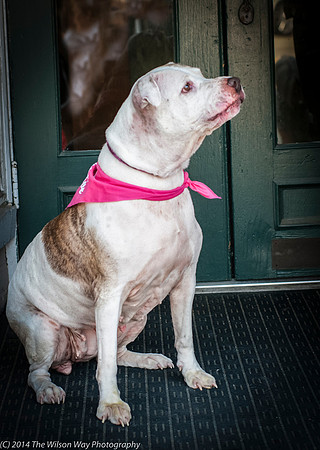 Foster Snickers-9268
