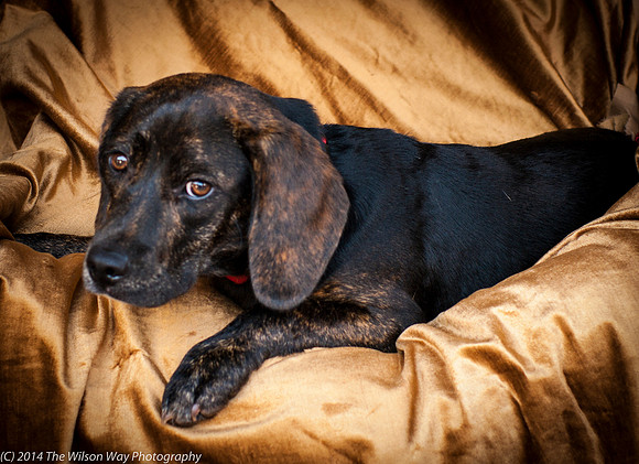 Foster Boscoe-9162