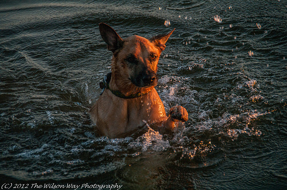 Roxy dashing through the water-1034