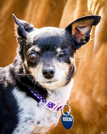 Foster Leela-8032