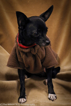 Foster Twiggy-1157