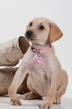 GCSPCA BB-6257