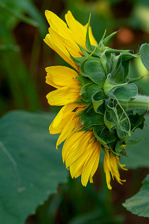 sunflowers-1835