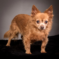 GCSPCA - Foster Pancho
