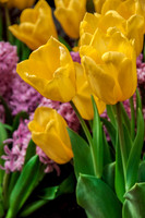 Flower yellow tulips-0236