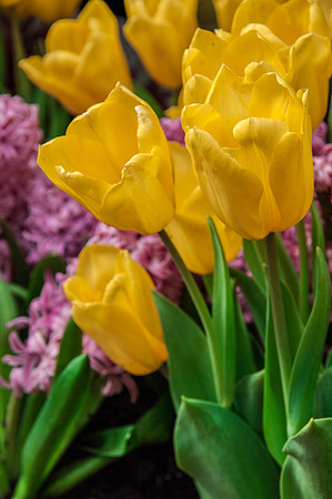 Flower yellow tulips-0236