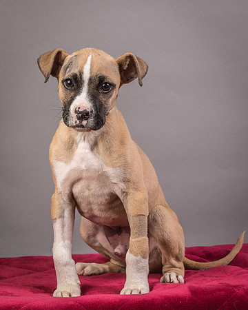 Foster Barnabas-4511