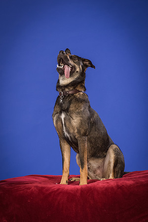 Golden-Tuco-0577