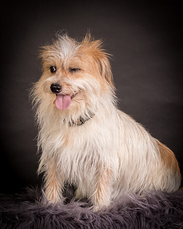 Foster Tiny-1226