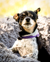 Foster Leela-7938