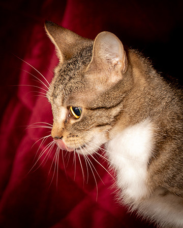 Foster Danni-9460