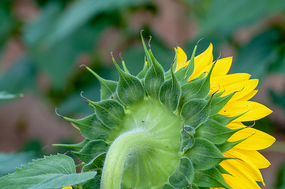 sunflowers-1931