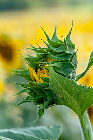 sunflowers-1925