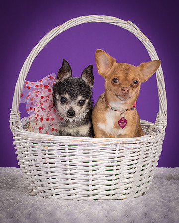 Rhumba and Hula-5501