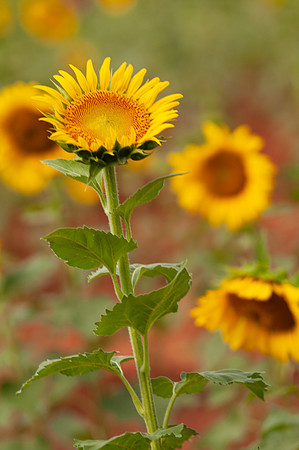 sunflowers-8742