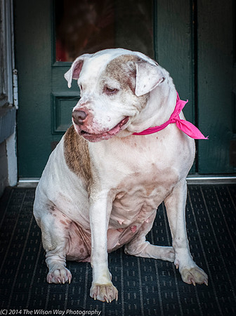 Foster Snickers-9272