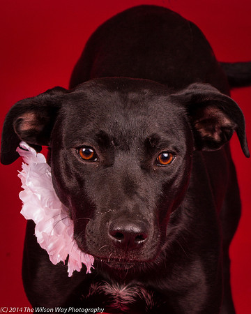 Carlee-6395