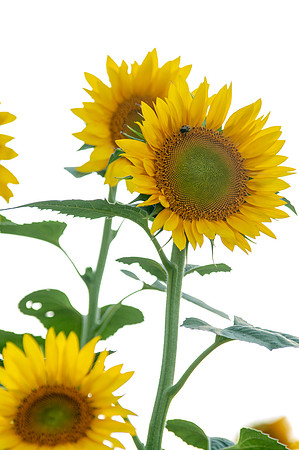 sunflowers-2042