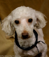 Foster Loretta-0208