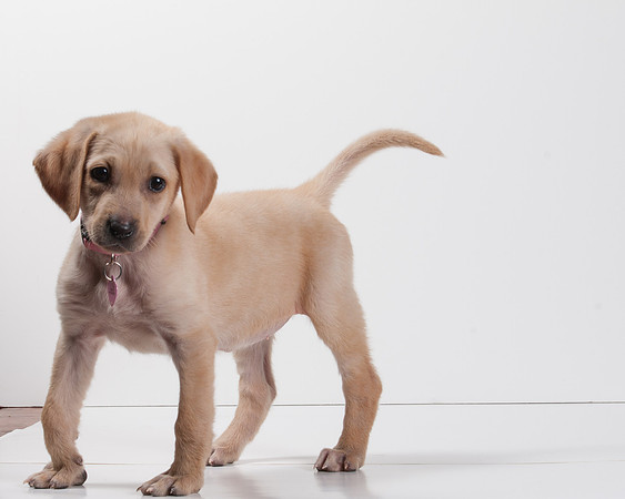 GCSPCA BB-6124