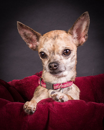 Foster Selina-1132