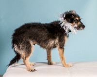 Foster Triscuit-5490