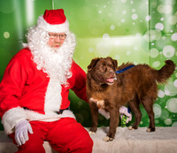 Foster-2212
